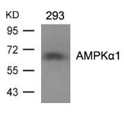 Anti-AMPK alpha 1 antibody used in Western Blot (WB). GTX50705