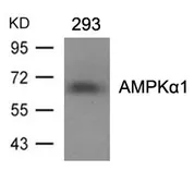 Anti-AMPK alpha 1 antibody used in Western Blot (WB). GTX50705