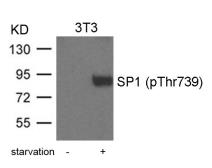 Anti-SP1 (phospho Thr739) antibody used in Western Blot (WB). GTX50710