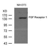 Anti-FGFR1 antibody used in Western Blot (WB). GTX50717