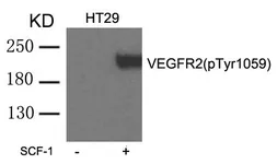 Anti-VEGF Receptor 2 (phospho Tyr1059) antibody used in Western Blot (WB). GTX50720