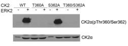Anti-Casein Kinase 2 alpha (phospho Thr360/Ser362) antibody used in Western Blot (WB). GTX50731