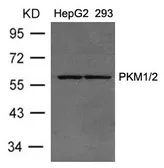 Anti-PKM antibody used in Western Blot (WB). GTX50735