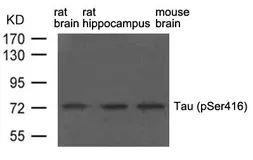 Anti-Tau (phospho Ser416) antibody used in Western Blot (WB). GTX50736