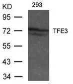 Anti-TFE3 antibody used in Western Blot (WB). GTX50738