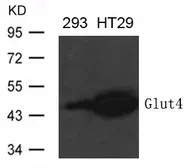 Anti-GLUT4 antibody used in Western Blot (WB). GTX50791