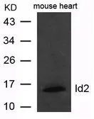 Anti-Id2 antibody used in Western Blot (WB). GTX50792