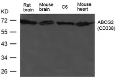 Anti-ABCG2 antibody used in Western Blot (WB). GTX50793