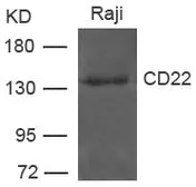Anti-CD22 antibody used in Western Blot (WB). GTX50795