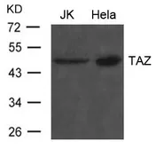 Anti-TAZ antibody used in Western Blot (WB). GTX50808