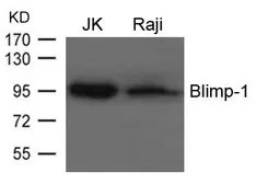 Anti-Blimp1 antibody used in Western Blot (WB). GTX50822