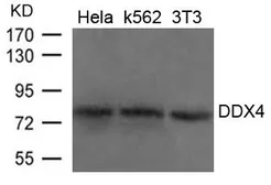 Anti-DDX4 antibody used in Western Blot (WB). GTX50835