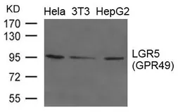 Anti-LGR5 antibody used in Western Blot (WB). GTX50839