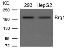 Anti-BRG1 antibody used in Western Blot (WB). GTX50842