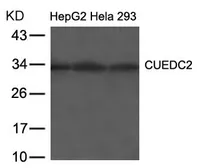 Anti-CUEDC2 antibody used in Western Blot (WB). GTX50855