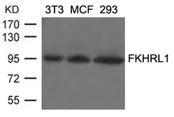 Anti-FOXO3A antibody used in Western Blot (WB). GTX50856