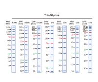 Trident Prestained Protein Ladder (High Range). GTX50875