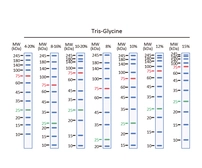 Trident Prestained Protein Ladder (High Range). GTX50875