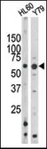 Anti-Rad9 (phospho Ser328) antibody used in Western Blot (WB). GTX50885