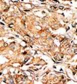 Anti-Rad9 (phospho Ser277) antibody used in IHC (Paraffin sections) (IHC-P). GTX50886
