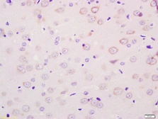 Anti-MCT8 antibody used in IHC (Paraffin sections) (IHC-P). GTX51095