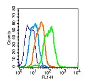 Anti-GPR125 antibody used in Flow cytometry (FCM). GTX51219