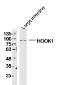 Anti-HOOK1 antibody used in Western Blot (WB). GTX51281