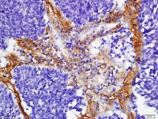 Anti-FHOD1 antibody used in IHC (Paraffin sections) (IHC-P). GTX51345