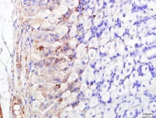 Anti-FABP5 antibody used in IHC (Paraffin sections) (IHC-P). GTX51535