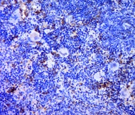 Anti-TREML1 antibody used in IHC (Paraffin sections) (IHC-P). GTX51550