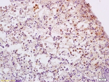 Anti-ADCY9 antibody used in IHC (Paraffin sections) (IHC-P). GTX51578