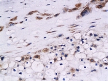 Anti-Cystatin B antibody used in IHC (Paraffin sections) (IHC-P). GTX51631