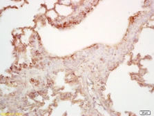 Anti-MAL2 antibody used in IHC (Paraffin sections) (IHC-P). GTX51793