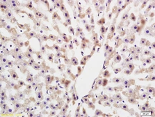 Anti-COLEC10 antibody used in IHC (Paraffin sections) (IHC-P). GTX51860
