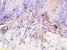Anti-CASKIN2 antibody used in IHC (Paraffin sections) (IHC-P). GTX52153