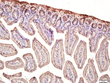 Anti-MMRN1 antibody used in IHC (Paraffin sections) (IHC-P). GTX52272