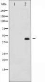 Anti-MEK1/2 (phospho Ser217) antibody used in Western Blot (WB). GTX52336