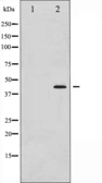 Anti-MEK1/2 (phospho Ser221) antibody used in Western Blot (WB). GTX52337