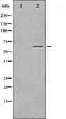 Anti-CaMKII alpha (phospho Thr305) antibody used in Western Blot (WB). GTX52345