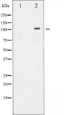 Anti-Sodium/Potassium ATPase alpha 1 antibody used in Western Blot (WB). GTX52350