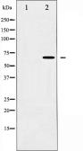 Anti-Synaptotagmin antibody used in Western Blot (WB). GTX52353