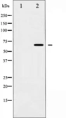 Anti-Synaptotagmin antibody used in Western Blot (WB). GTX52353