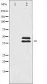 Anti-ERK1/2 antibody used in Western Blot (WB). GTX52355