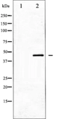 Anti-MKP 1/2 antibody used in Western Blot (WB). GTX52356