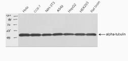 Anti-alpha Tubulin antibody used in Western Blot (WB). GTX52379