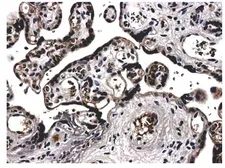 Anti-VEGF165 + VEGF121 antibody [2B86] used in IHC (Paraffin sections) (IHC-P). GTX52462