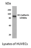 Anti-VE-Cadherin antibody [8A03] used in Western Blot (WB). GTX52465