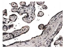 Anti-TIMP4 antibody [9F3] used in IHC (Paraffin sections) (IHC-P). GTX52489