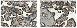 Anti-CTGF antibody [6B13] used in IHC (Paraffin sections) (IHC-P). GTX52490