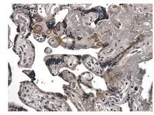 Anti-Fas antibody [12J3] used in IHC (Paraffin sections) (IHC-P). GTX52493
